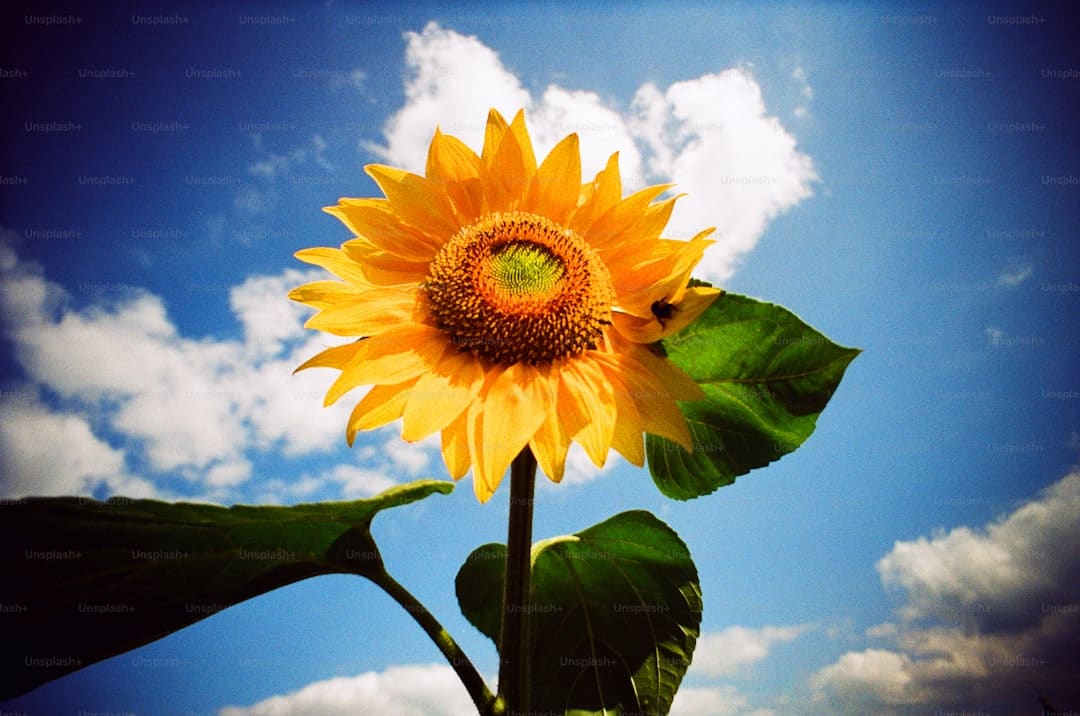 中元节是鬼节吗 中元节的来历和传说